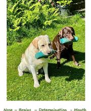 Die Schule der Labradorfreunde Bild 2