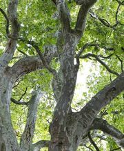 Arbor Tree Care LLC image 6