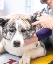 Riverbend Veterinary PetCare Hospital image 9