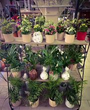 Aux Fleurs De Célia image 8