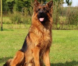 Ronny Görtz Hundeschule Bild 3