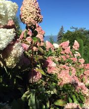 Royal Jardin sarl Bild 8