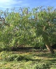 Danielou Elagage image 2