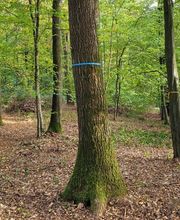 FriedWald Schurwald Bild 6