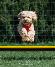 Der Haustier Fotograf  Hunde- & Tierfotografie aus München Bild 2