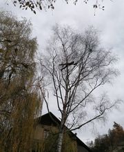 Mémoires d'Arbres Bild 6