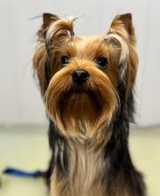 Armelle Toiletteuse Chiens Et Chats image 15