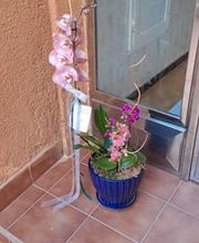 JB orchids imagen 6