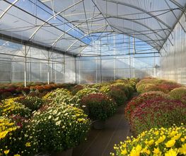Dessapt Horticulture image 3