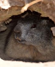 Hôtel Le Chamois image 9