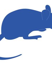 Nuisibles Hygiène Environnement NHE image 1