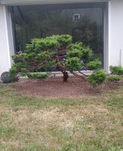 PESTEL PAYSAGE EURL image 3