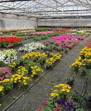 Gärtnerei van Oordt Bild 7