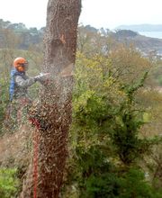 Abiès Elagage image 1