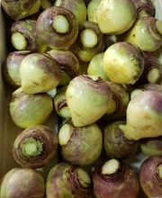 Fraiseraie du Lac image 3