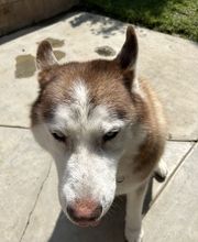 Mutt Hut Pet Grooming image 15