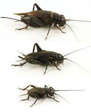 Mittelmeergrillen, Gryllus bimaculatus, Zweifleckgrillen, Futterinsekt