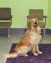 West Side Pet Clinic image 1