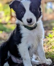 Elevage la Vallée des Petits Bois image 17