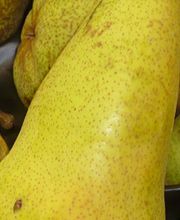 PAGANINI Frutta SA Bild 3