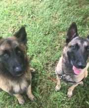 Aikenka Education Canine image 3