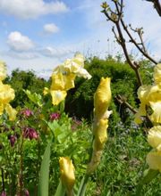 Schär & Stalder Gartenbau GmbH Bild 3