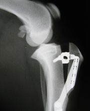 Cabinet vétérinaire Les Berges du Rhône SA Bild 5