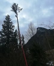 Baumfällung (bis 40 m Höhe)