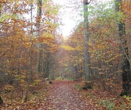 FriedWald Wolfenbüttel Bild 1