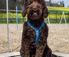Hundeschule Guggisberg Bild 9
