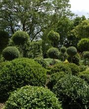 Pépinières de Corme Royal image 7