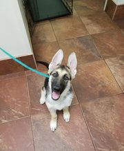 Green Summit Animal Clinic image 10