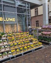 BLUME2000 Freiburg Bild 2