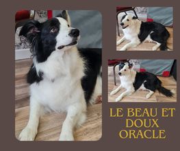 Douceur Canine image 3
