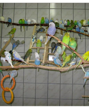 ZOO PHOENIX Silvia Gust Bild 2