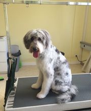 Hundesalon in Liestal - Wir bieten den Tieren eine professionelle Fellpflege. Ein liebevoller und herzlicher Umgang mit Ihrem vierbeinigen Familienmitglied ist für uns oberstes Gebot!