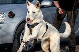Hundeschule Nidda-Nasen