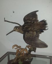 Lanaud Petot Virginie image 5