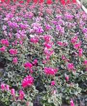 Chazalet Plants image 14