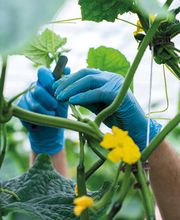 Stoll Légumes Bild 6