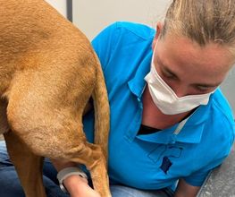 Dierenartsenpraktijk Danswijk afbeelding 10