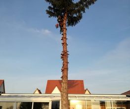 TC-Gartenbau Bild 9