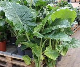 Intratuin Etten-Leur afbeelding 10