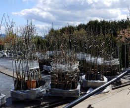 Kienzle Garten GmbH Bild 5