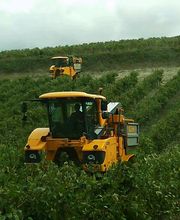 Cognac Seguinot image 8