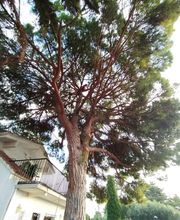 limpieza-pinus-cambrils.jpg