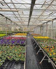 Dagorne Horticulture SARL image 2