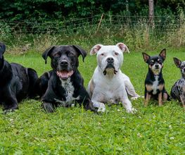 Hundeschule DOGS4LIFE.CH Bild 3