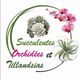 Succulentes & Orchidees