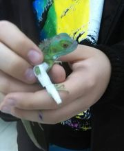 Clinica Veterinaria Exotia Santa Ursula imagen 2